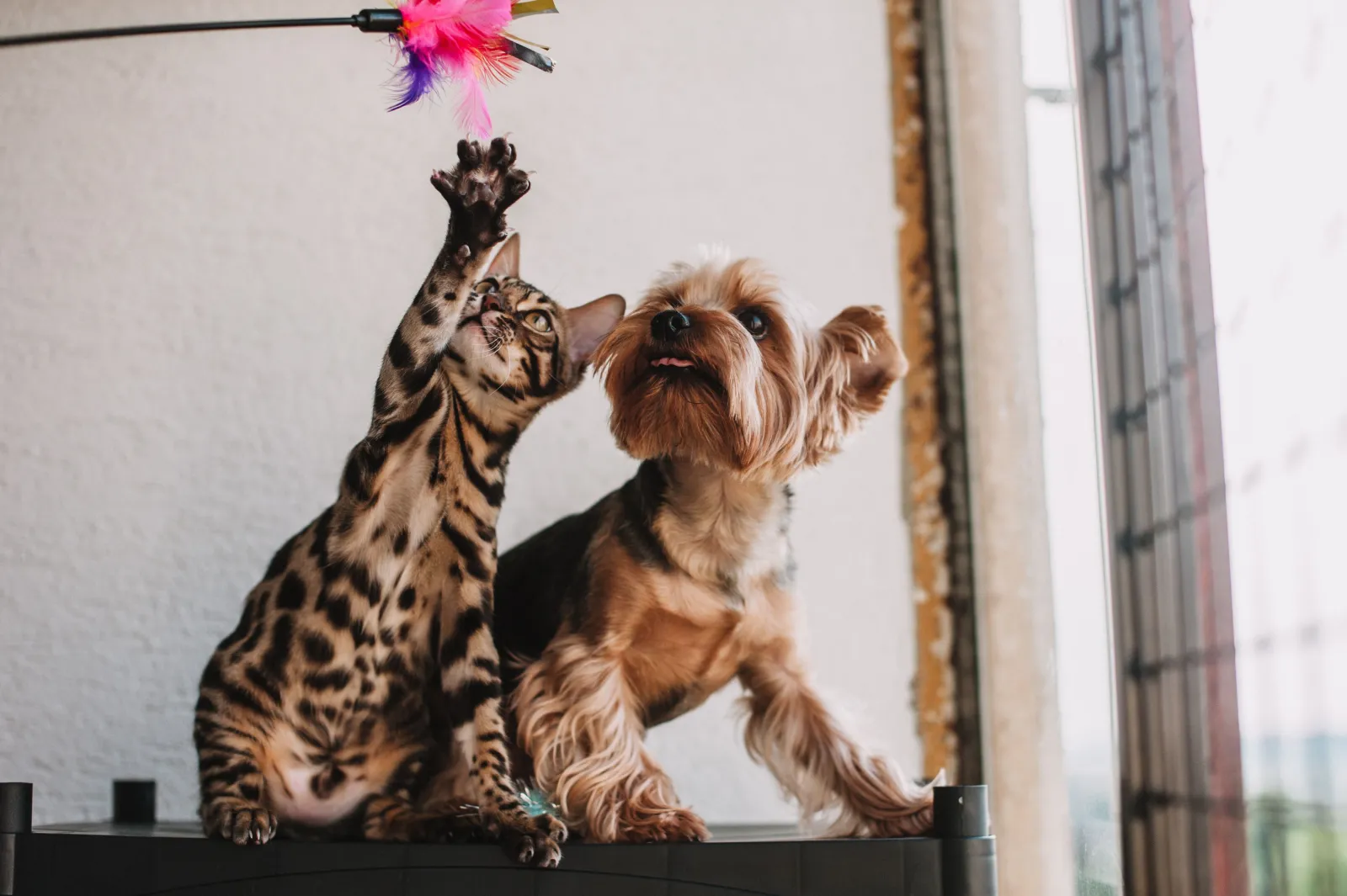 A playful cat and dog enjoying time together