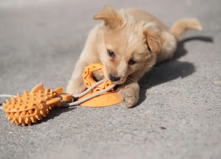 A dog mid-play in an open field