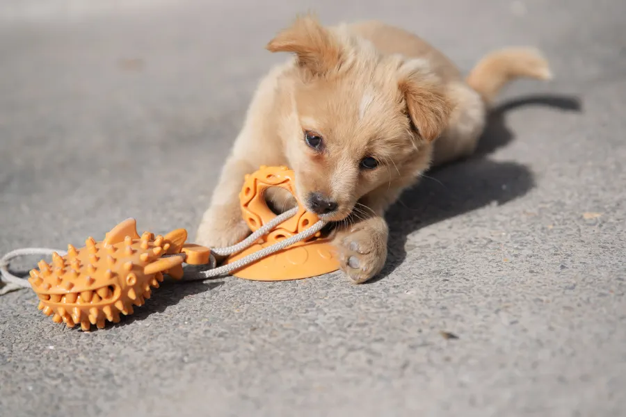 A dog mid-play in an open field